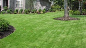 Caring Tips for Your Emerald Zoysia all 4 Seasons